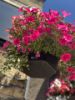 Picture of 18" Pagoda Hanging Basket