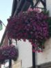 Picture of 20" Pagoda Hanging Basket